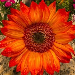 Meet your Posher, Leslie